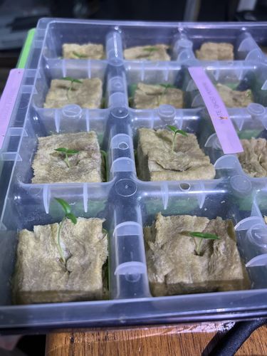 Customer photo review of Ghost Pepper Seeds