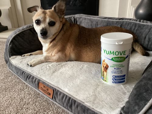 Customer photo review of YuMOVE Plus for Dogs