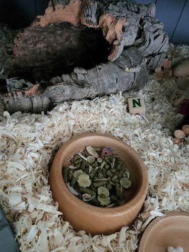 Customer photo review of Niteangel Wooden Hamster Feeding Bowl - Small Animal Food Dish for Dwarf Syrian Hamsters Gerbils Mice Degus or Other Similar