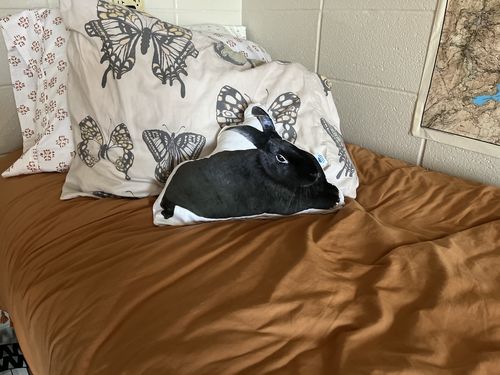 Customer photo review of Create A Custom Animal Pillow
