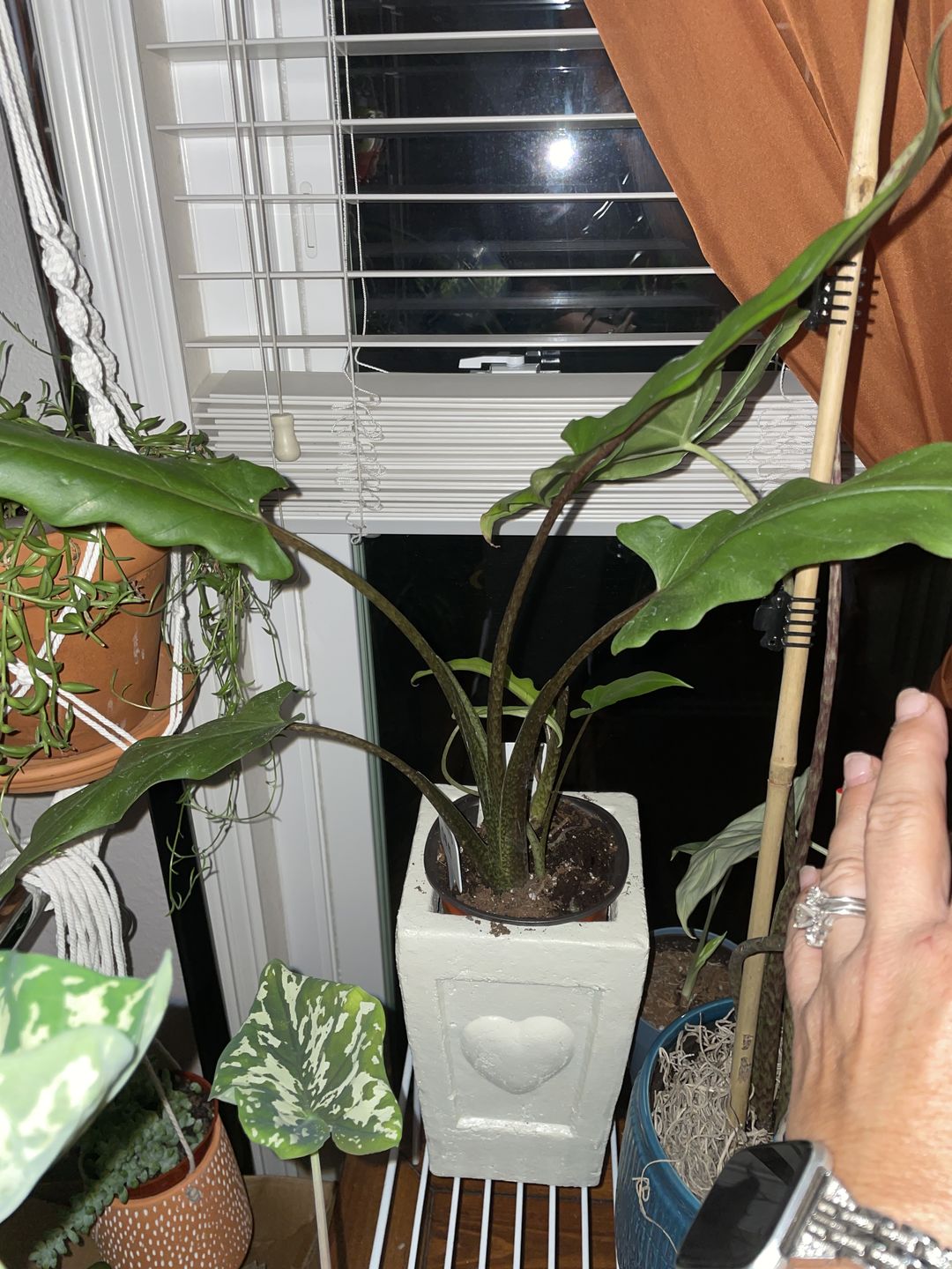 Customer photo review of 4" Alocasia lauterbachiana
