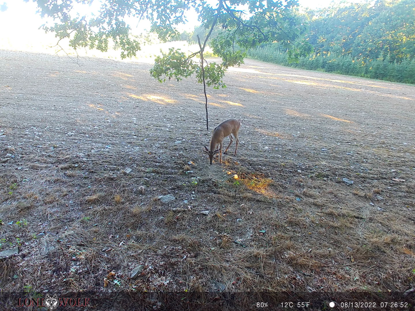 Customer photo review of Undercover™ Trail Camera