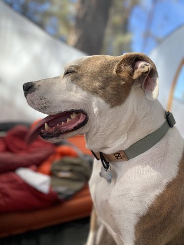 Customer photo review of Sage Collar - Recycled Ripstop