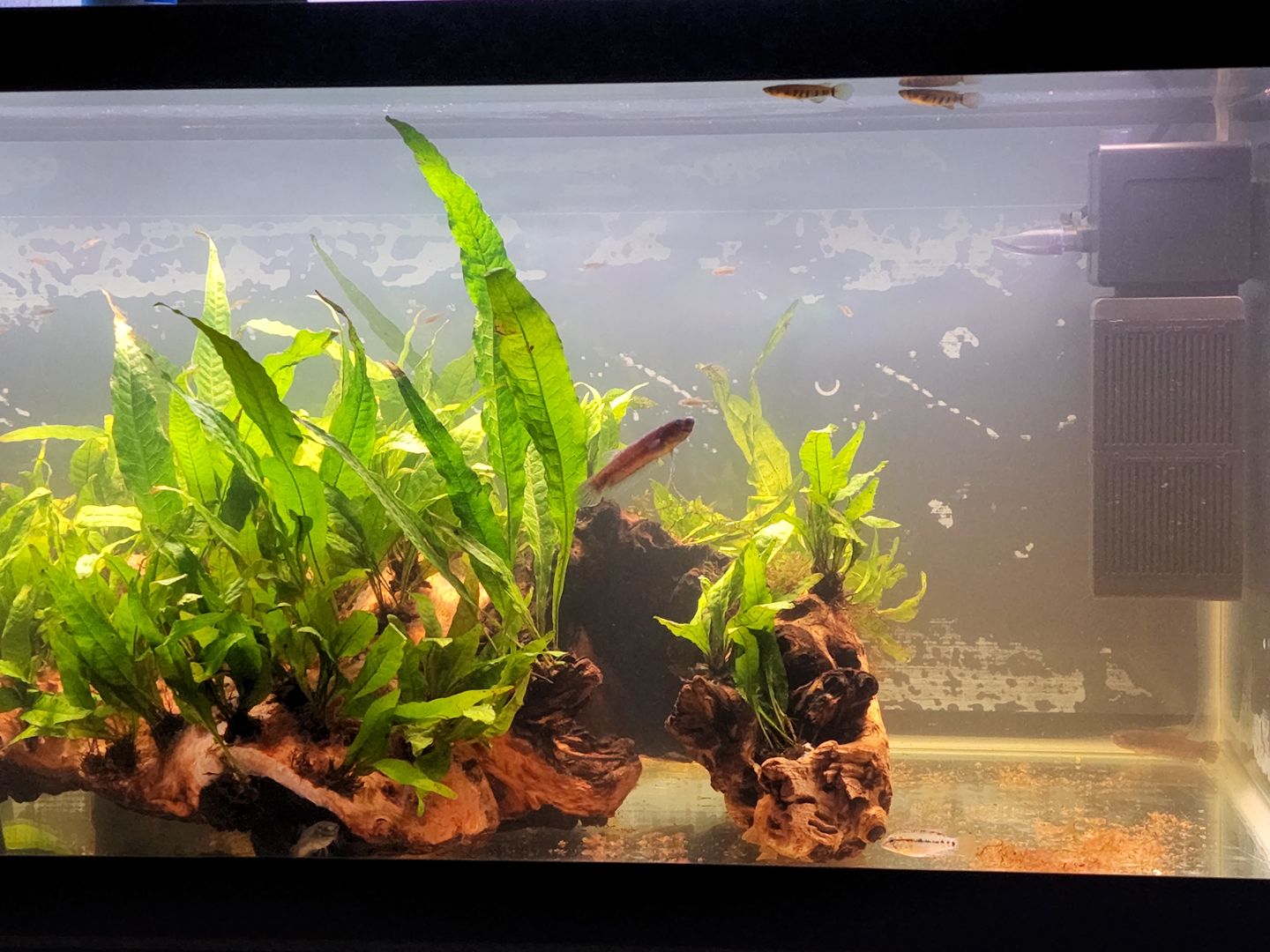 Customer photo review of Shark PRO