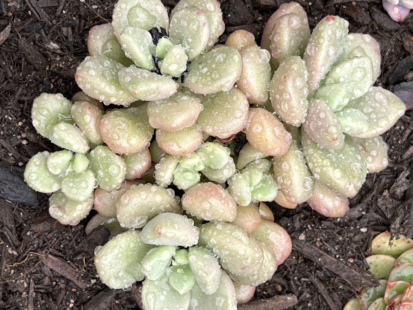 Customer photo review of Graptoveria 'avant-garde'