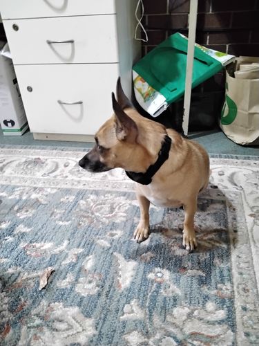 Customer photo review of BarkWise™ Complete