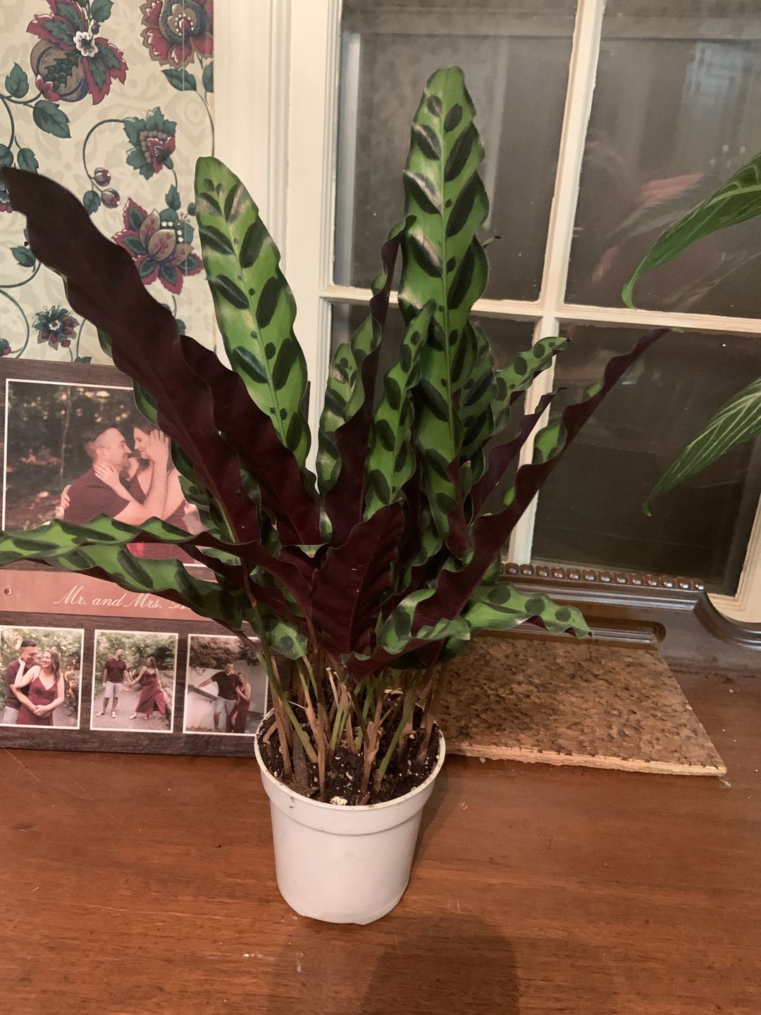 Customer photo review of 4" Calathea lancifolia "Rattlesnake"