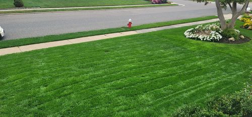 Customer photo review of GCI Turf Type Tall fescue Grass Seed