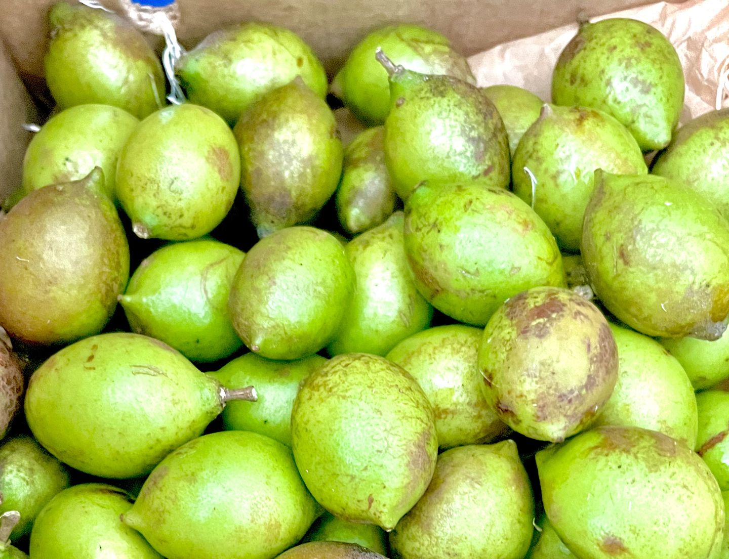 Customer photo review of Mamoncillo (Guinep) Box
