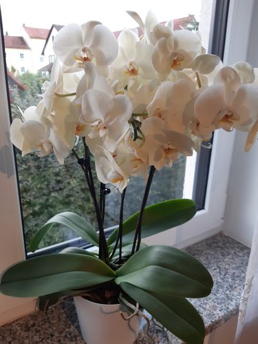 Customer photo review of Große Two of Us mit gelben Blüten und 4+ Stielen