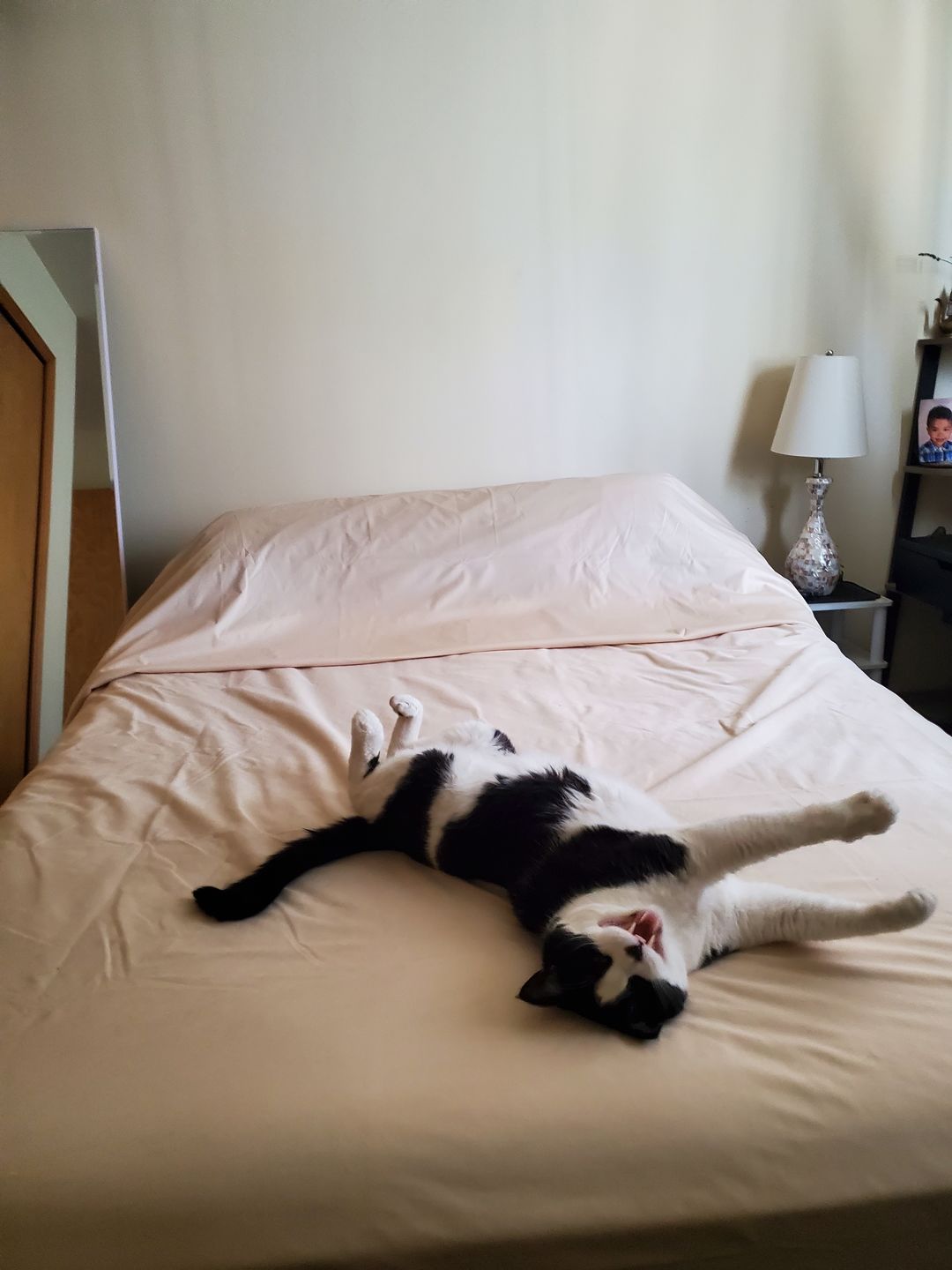 Customer photo review of Silly Legacy® - Thin Reversible Waterproof Protective Cover for Pets and People
