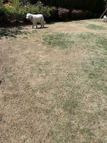 Customer photo review of GCI Turf Type Tall fescue Grass Seed