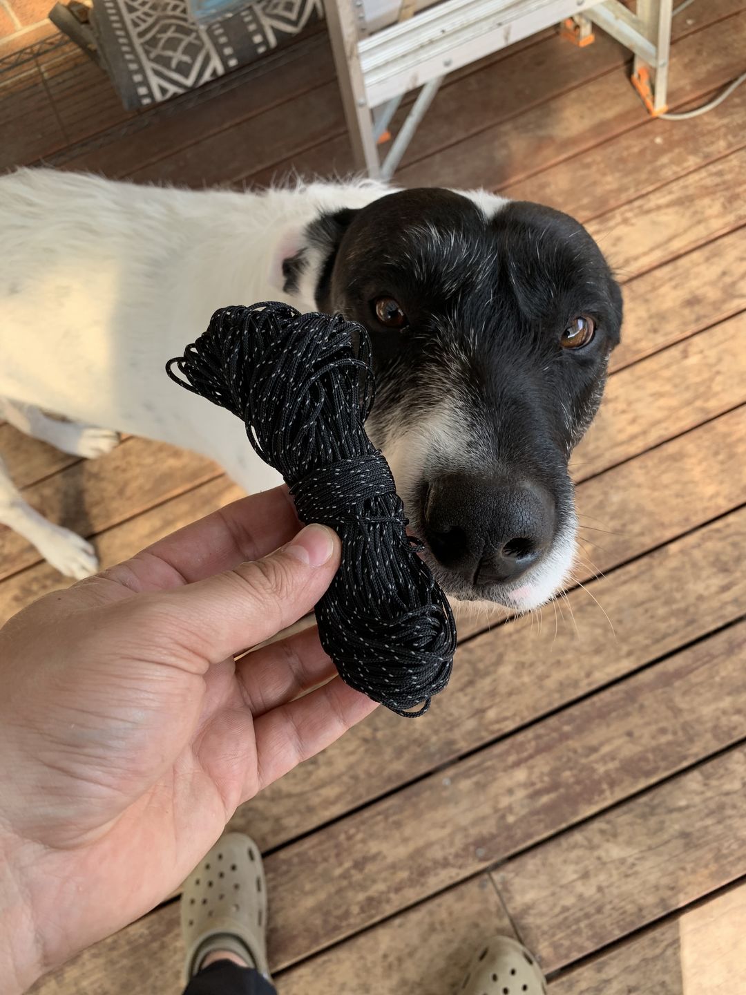 Customer photo review of 2mm Dyneema® Hardcord (Reflective)