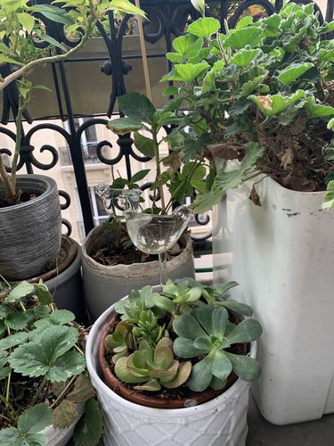 Customer photo review of Mon petit oiseau - Le Jardin de Mamie®