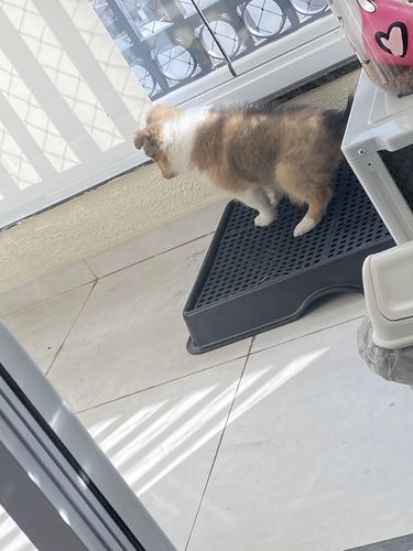 Customer photo review of Weasy Cão