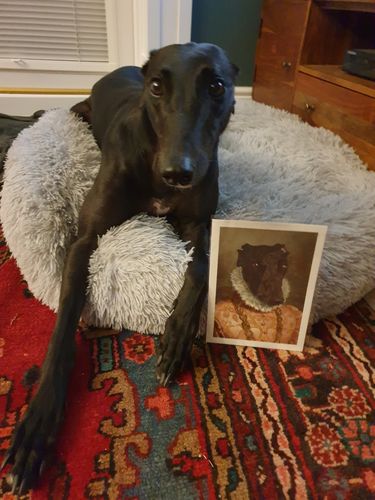 Customer photo review of The Duchess - Custom Vintage Pet Portrait