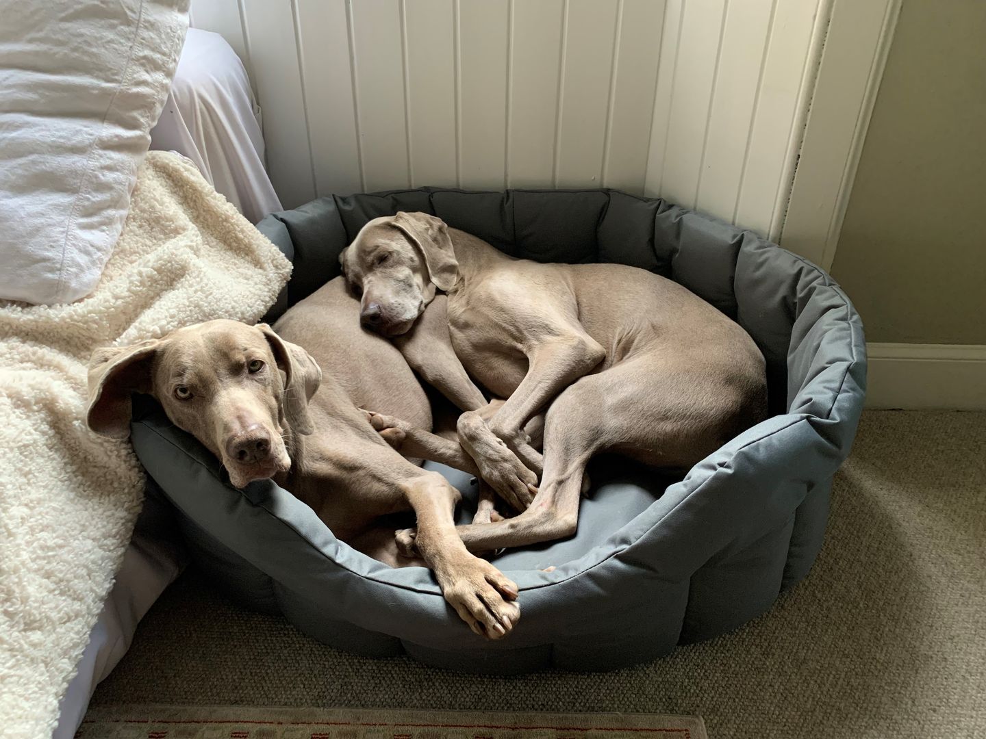 Customer photo review of Country Dog Heavy Duty Oval Waterproof Bed