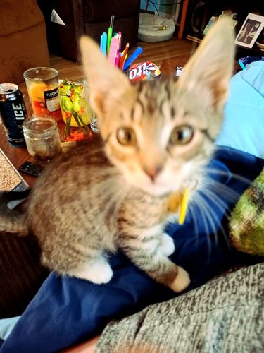 Customer photo review of Salmon Dinner Flaked In Broth Adult Cat Food, 2.8-oz, Case of 12