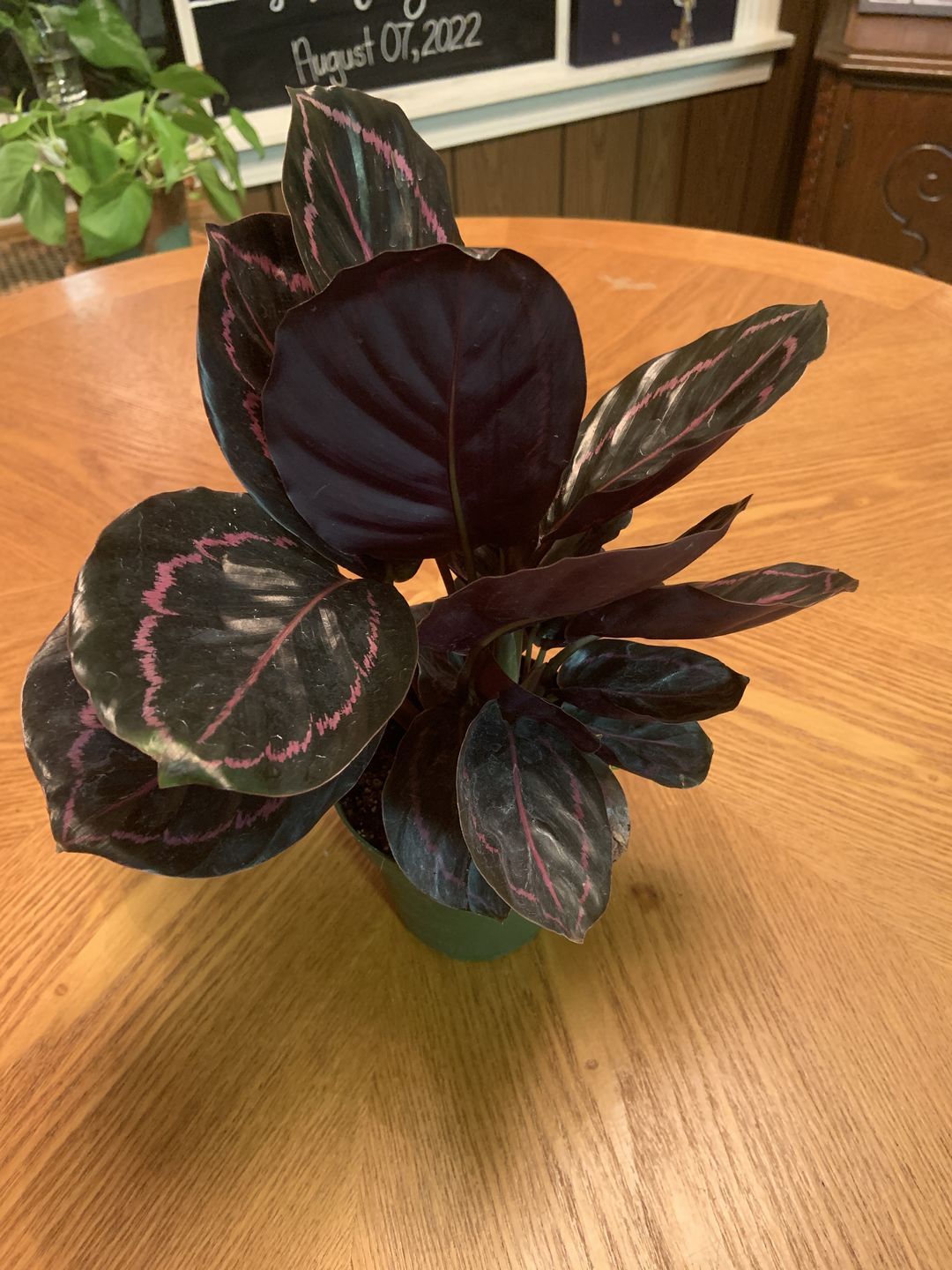Customer photo review of 4" Calathea roseopicta 'Dottie'