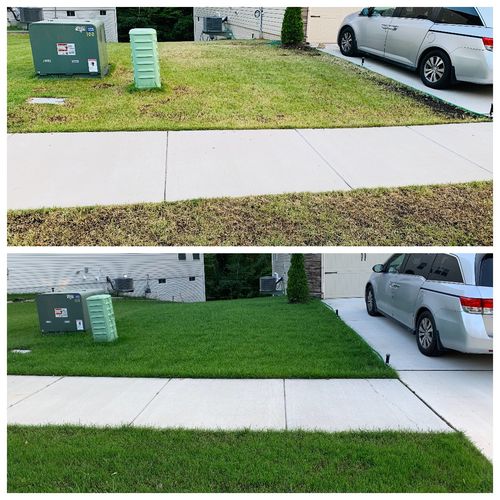 Customer photo review of GCI Turf Cool Blue Grass Seed