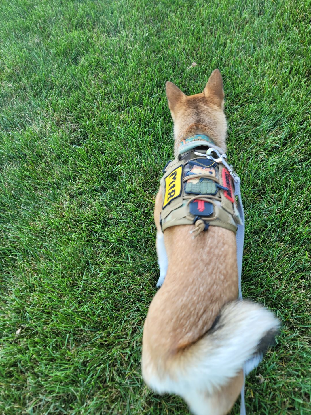 Customer photo review of Minute Man Doge
