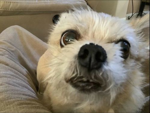 Customer photo review of Eye Care & Vision Support for Dogs - Conjunctivitis and Eye-Infection Relief Remedy