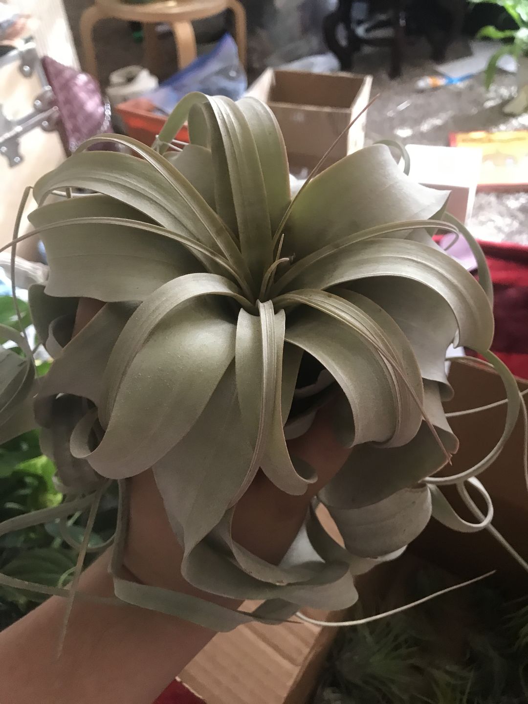 Customer photo review of B Quality Ionantha Variety 3 Pack  ($0.75 Per Plant)