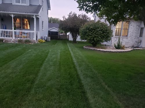 Customer photo review of GCI Turf Cool Blue Grass Seed