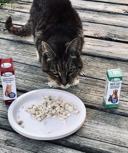 Customer photo review of WALK-EASY® Joint and Hip Pain Relief for Dogs and Cats