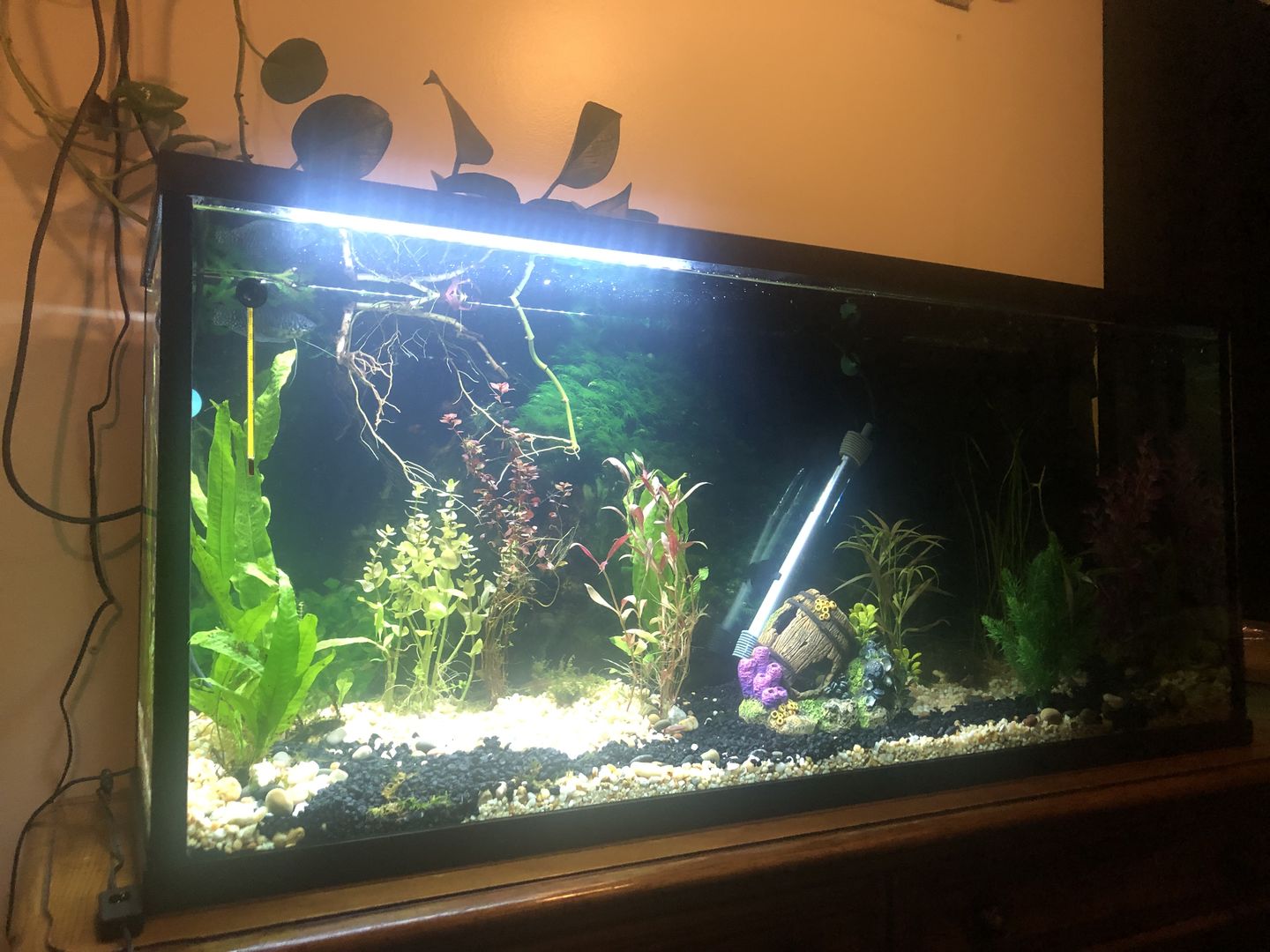 Customer photo review of FritzZyme 7 Freshwater Live Bacteria