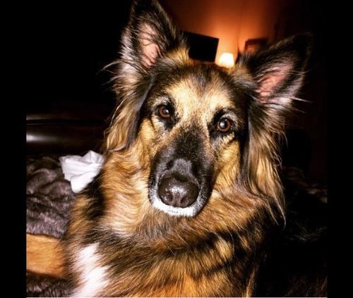 Customer photo review of WALK-EASY® Joint and Hip Pain Relief for Dogs and Cats