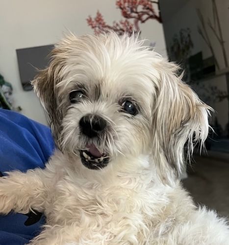Customer photo review of Breathe Easy Respiratory Support for Dogs - Soothes Kennel Cough, Runny Nose and Dog Flu (450 Pills)