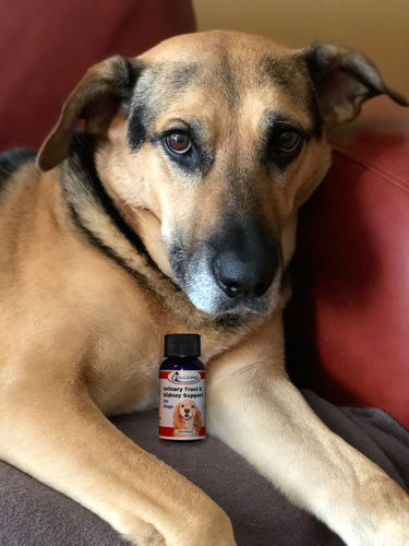 Customer photo review of Urinary Tract Infection and Kidney Support Remedy for Dogs (450 Pills)