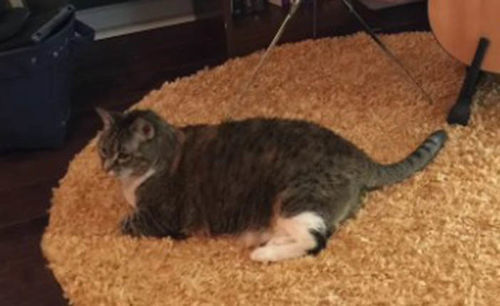 Customer photo review of Cat Hip and Joint Pain Relief - Effective Anti-inflammatory and Arthritis Pain Medicine (450 pills)
