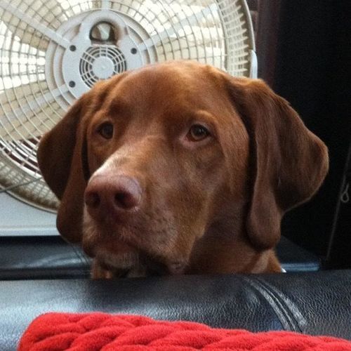 Customer photo review of WALK-EASY® Joint and Hip Pain Relief for Dogs and Cats