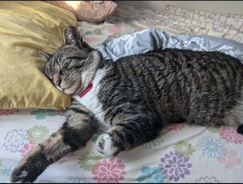 Customer photo review of Eye Care & Vision Support Feline Eye-Infection Relief Remedy