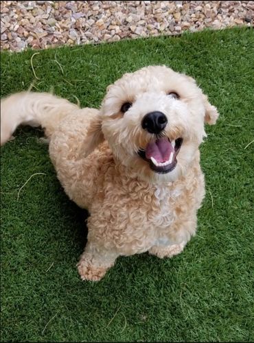 Customer photo review of Breathe Easy Respiratory Support for Dogs - Soothes Kennel Cough, Runny Nose and Dog Flu (450 Pills)