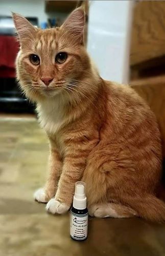 Customer photo review of Cat Calming & Aggression Aid