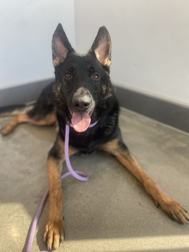 Customer photo review of Just Paws