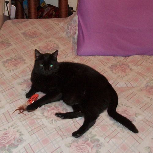 Customer photo review of Cat Hip and Joint Pain Relief - Effective Anti-inflammatory and Arthritis Pain Medicine (450 pills)