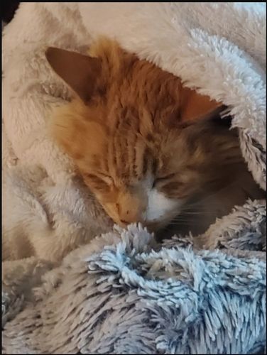 Customer photo review of Eye Care & Vision Support Feline Eye-Infection Relief Remedy