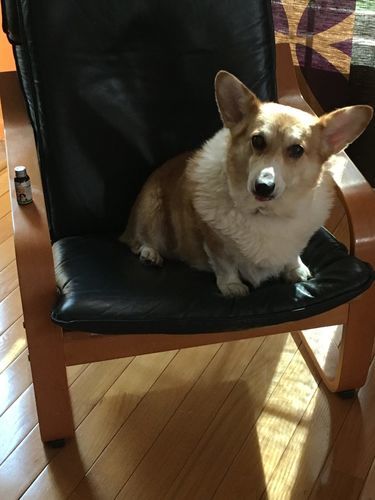 Customer photo review of WALK-EASY® Joint and Hip Pain Relief for Dogs and Cats
