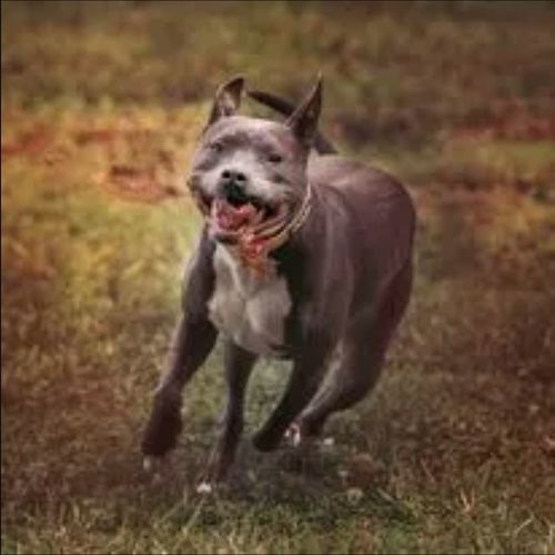 Customer photo review of Breathe Easy Respiratory Support for Dogs - Soothes Kennel Cough, Runny Nose and Dog Flu (450 Pills)