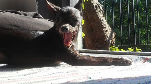 Customer photo review of Dewormer for Dogs - Broad Spectrum De-wormer for All Dogs, Large and Small Breeds