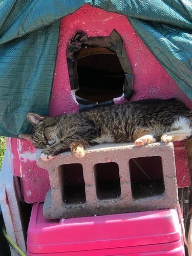 Customer photo review of Urinary Tract Infection and Kidney Support Remedy for Cats (450 Pills)
