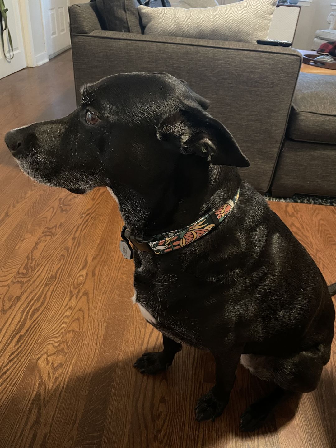 Customer photo review of NOOM: Artist Series Collar