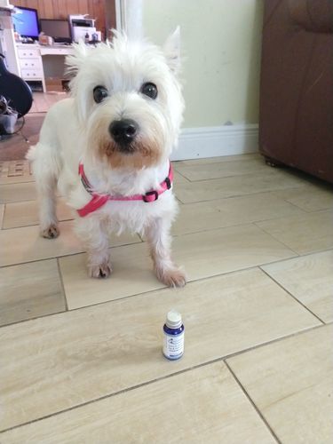Customer photo review of WALK-EASY Extra Strength Arthritis and Joint Pain Relief