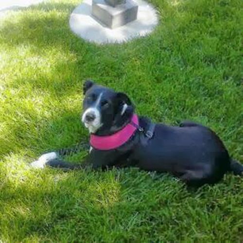 Customer photo review of WALK-EASY® Joint and Hip Pain Relief for Dogs and Cats