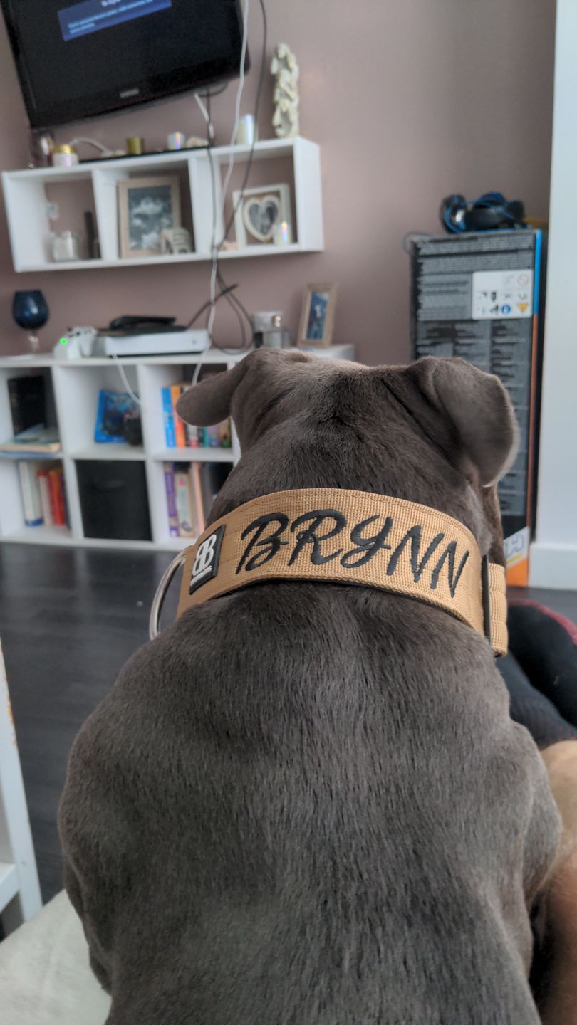 Customer photo review of 5cm Combat® Collar | Rated Clip - NO HANDLE - Military Tan v2.0