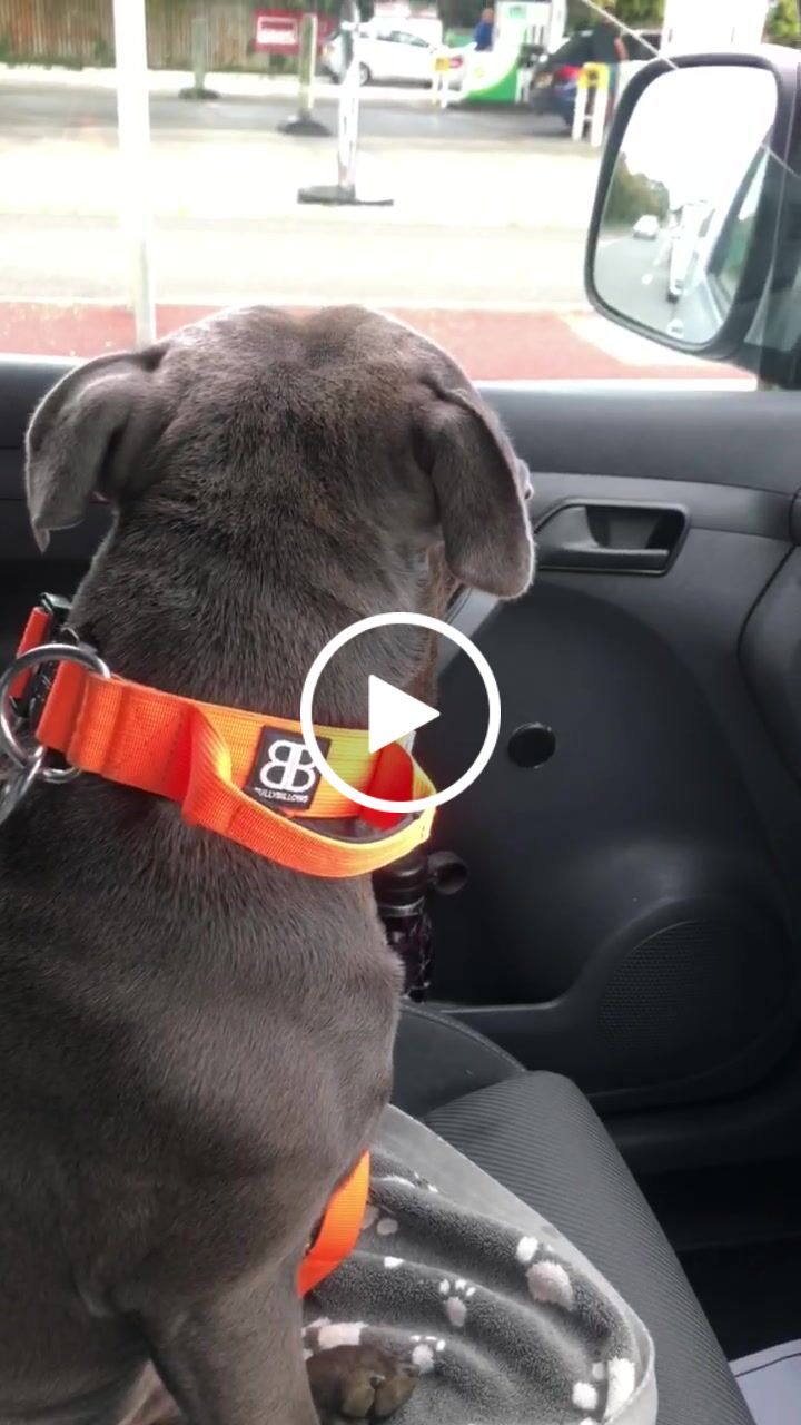 Customer video review of 4cm Combat® Collar | With Handle & Rated Clip - Orange v2.0